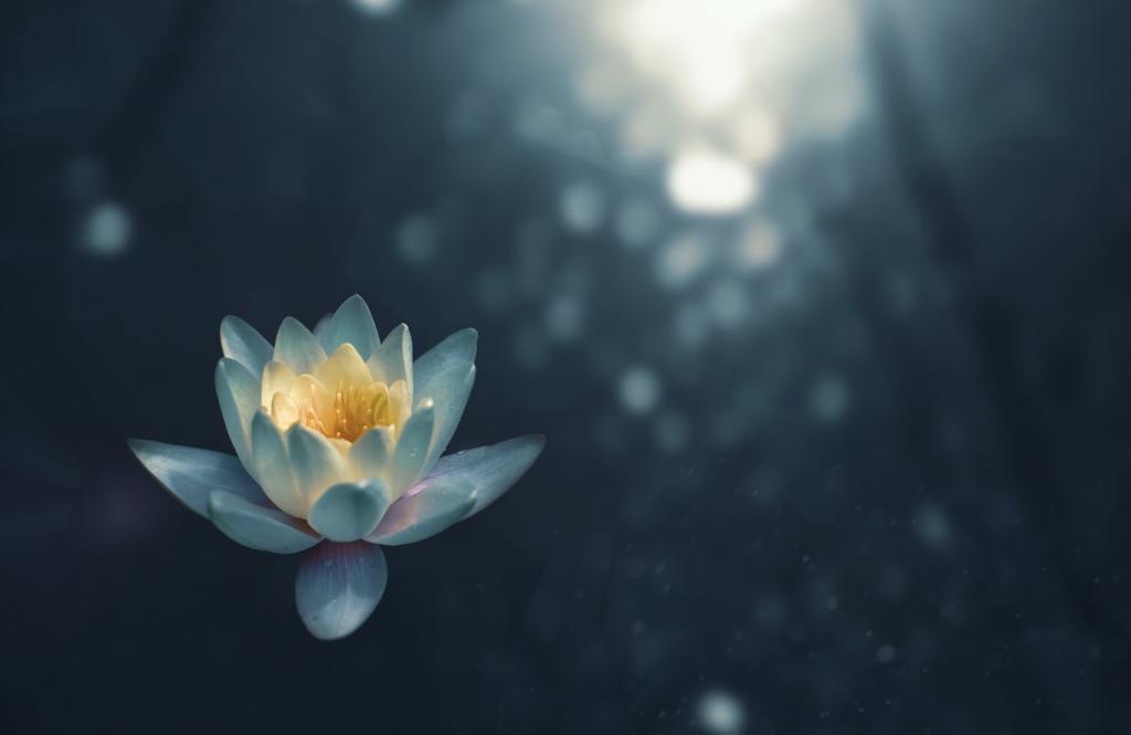 A flower symbolizing the beauty of meditation helping people better understand what is meditation.